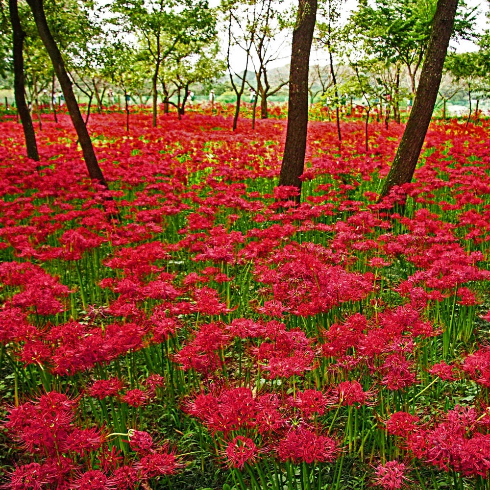 Red Spider Lily Bulbs (Lycoris radiata)