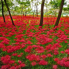 Red Spider Lily Bulbs (Lycoris radiata)
