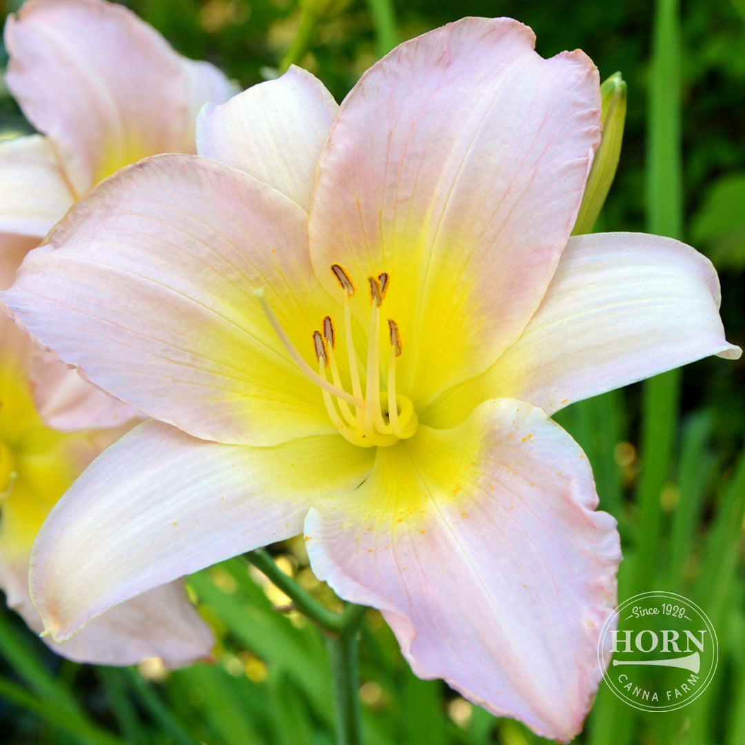 Lavender Blush Daylily Flower Bulbs