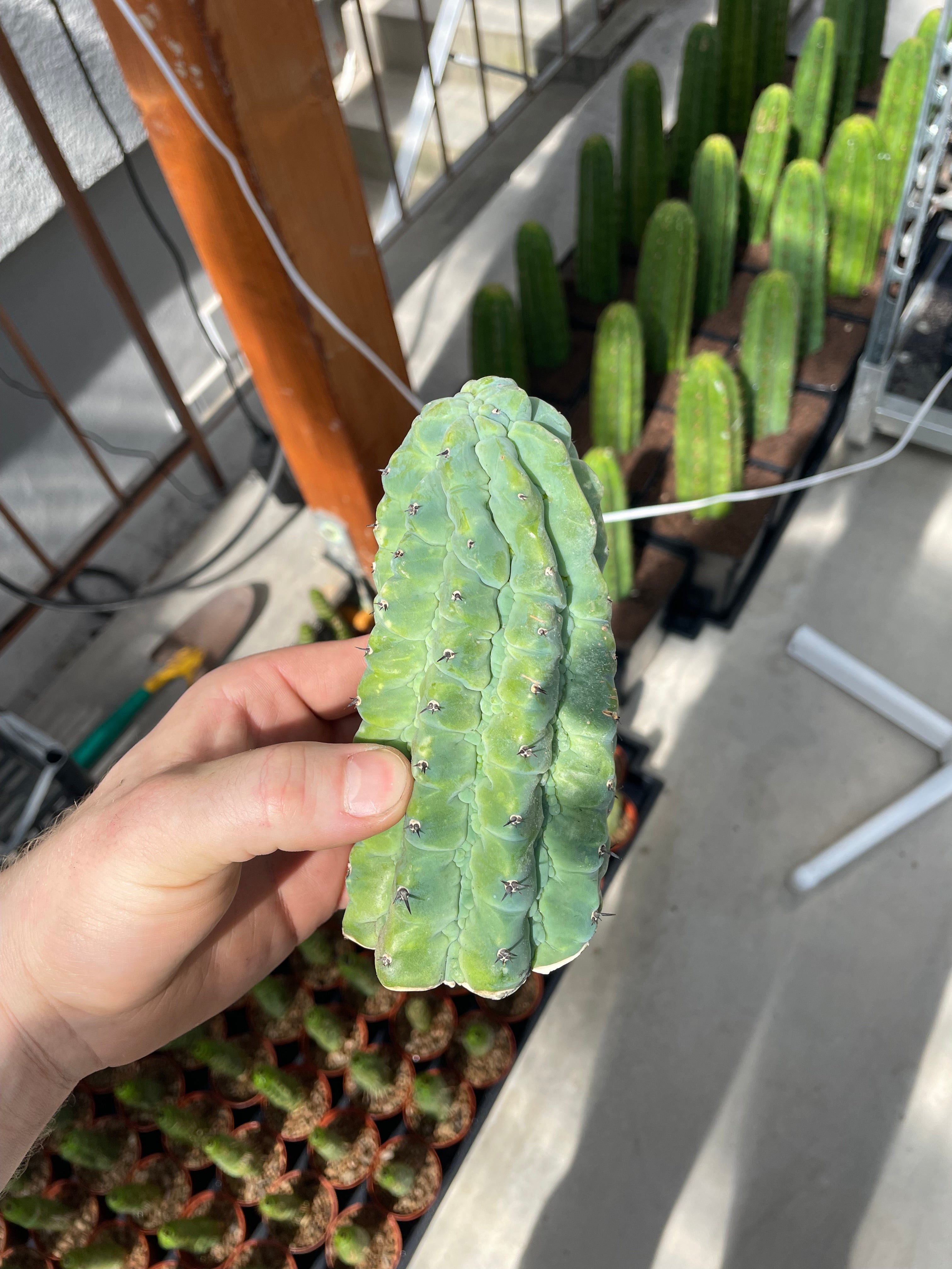 Myrtillocactus geometrizans glorp