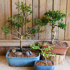 Bonsai