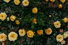 Yellow Mini Rose Live Plant Miniature Rose Bush Rooted Flowering Plant Garden Patio Plant Shipped Without Pot