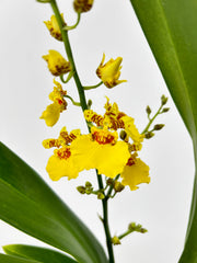 Oncidium SWEET SUGAR Hybride