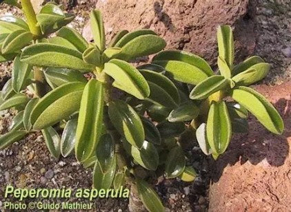 Peperomia asperula