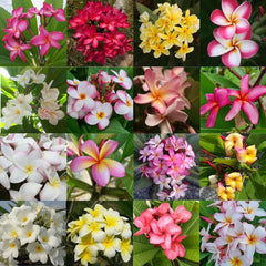 Immagine mostra tutti i fiori delle varie varietà delle piante