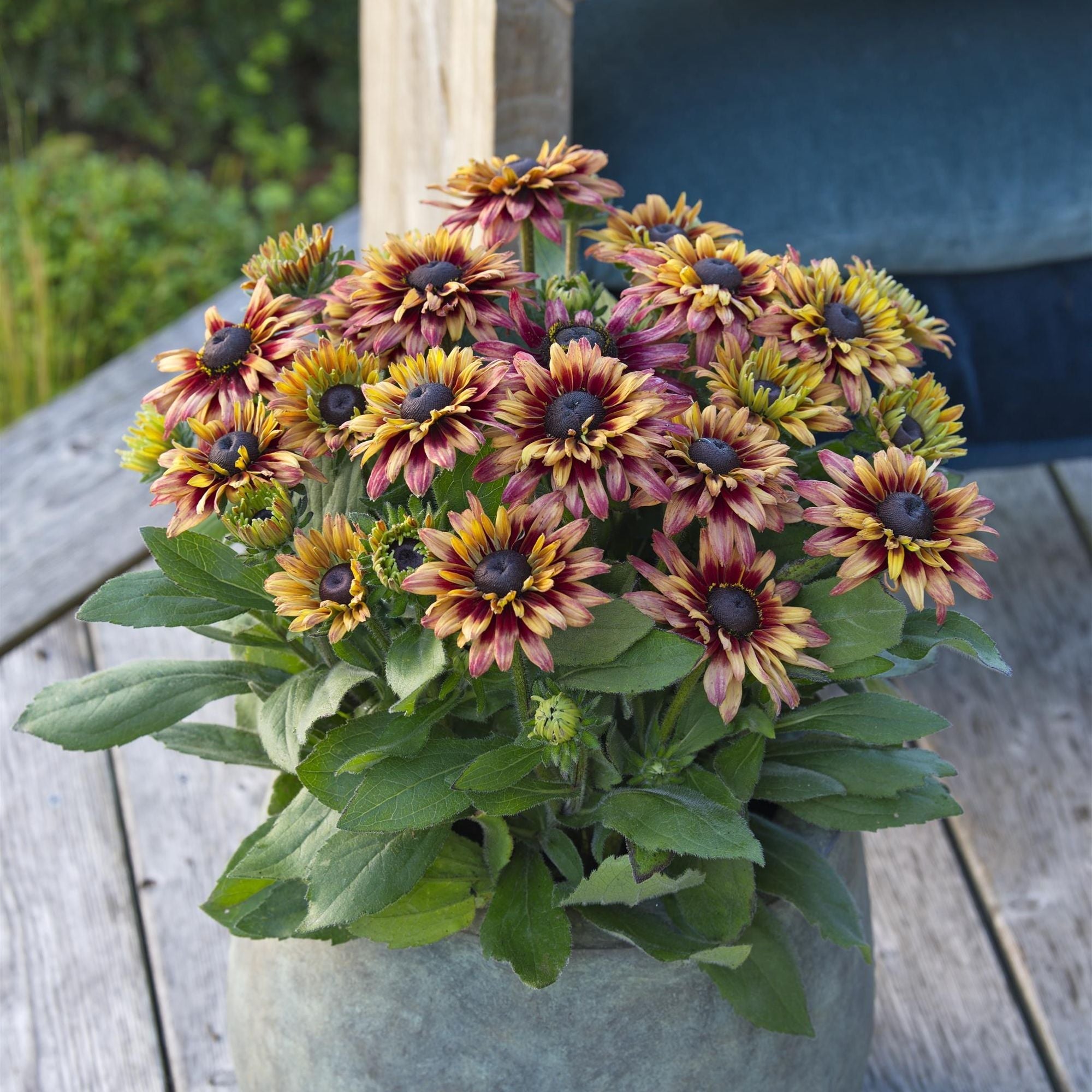 Rudbeckia - Sunbeckia Graffiti Cherry 2 Pack