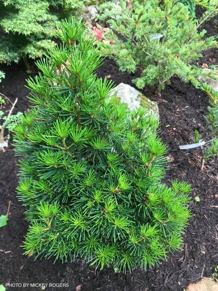 - Sciadopitys verticillata 'Picola' Japanese Umbrella Pine Tree - Mr Maple │ Buy Japanese Maple Trees