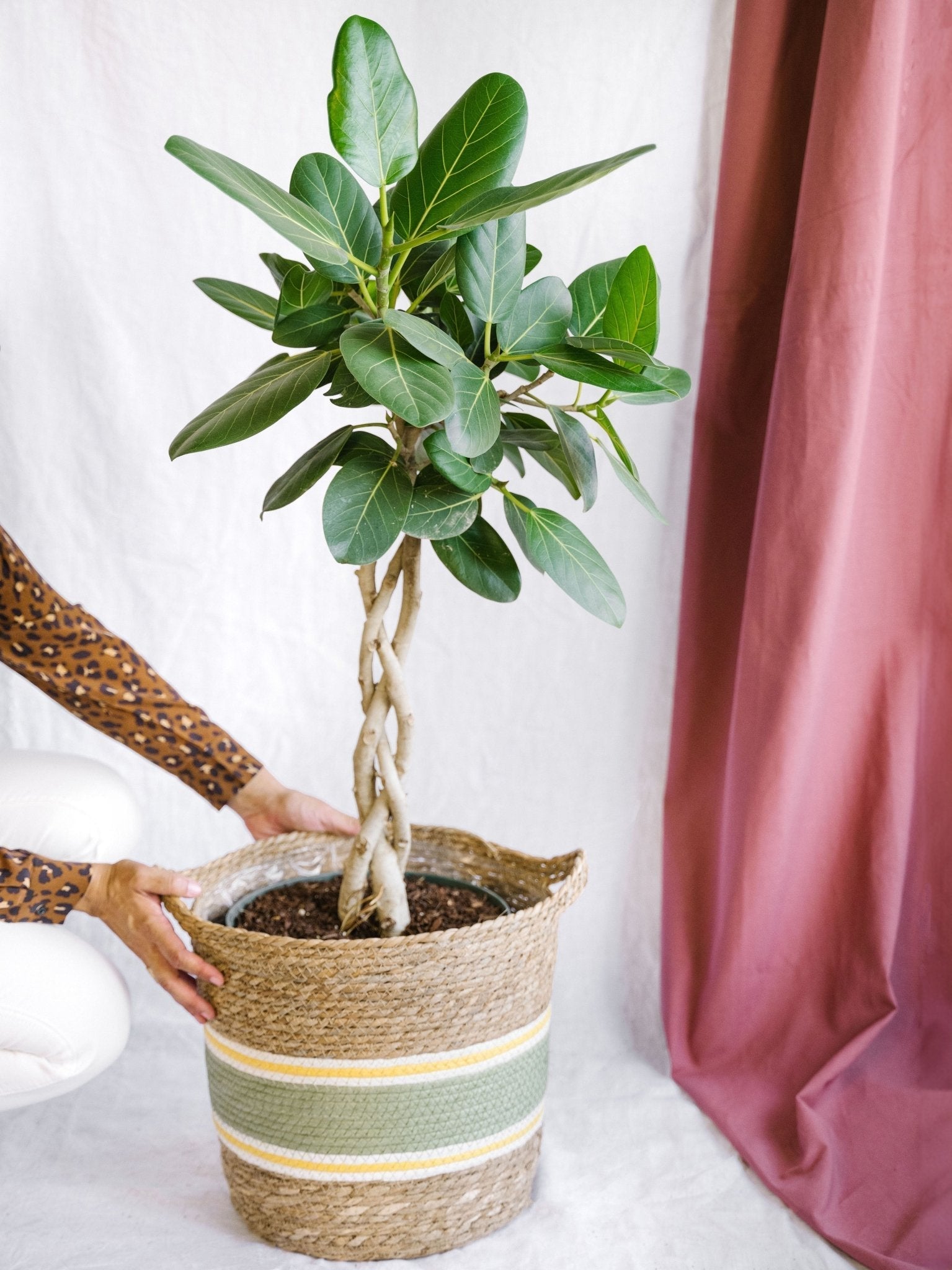 Livraison plante Ficus Benghalensis Audrey tronc tressé h120cm