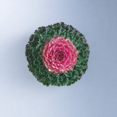 KALE SONGBIRD PINK