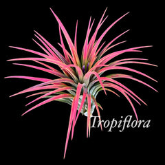 Tillandsia 'Picante'