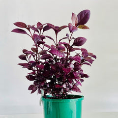 Alternanthera 'Little Ruby'