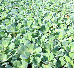 Water Plants Bundle - 4 Medium Water Hyacinth & 4 Water Lettuce - Eichhornia crassipes & Pistia stratiotes - Floating Live Pond Plants
