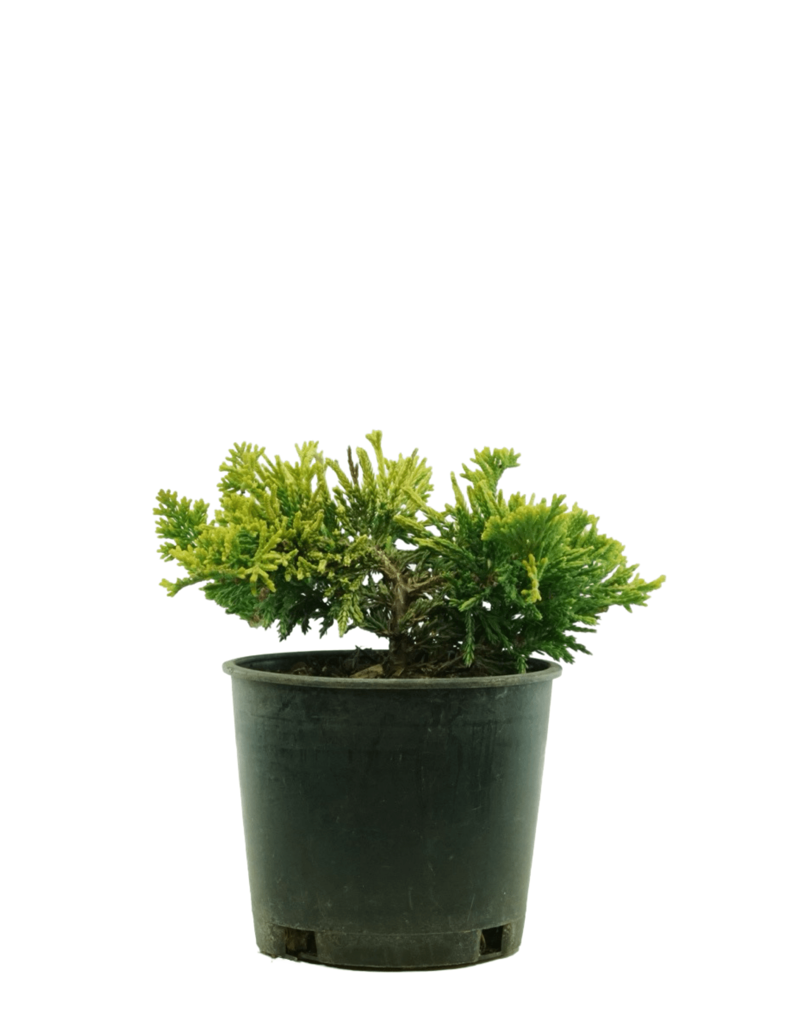 Juniperus horizontalis 'Mother Lode' - Shrubs