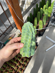 Myrtillocactus geometrizans glorp
