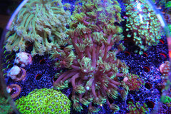 goniopora flowerpot colony