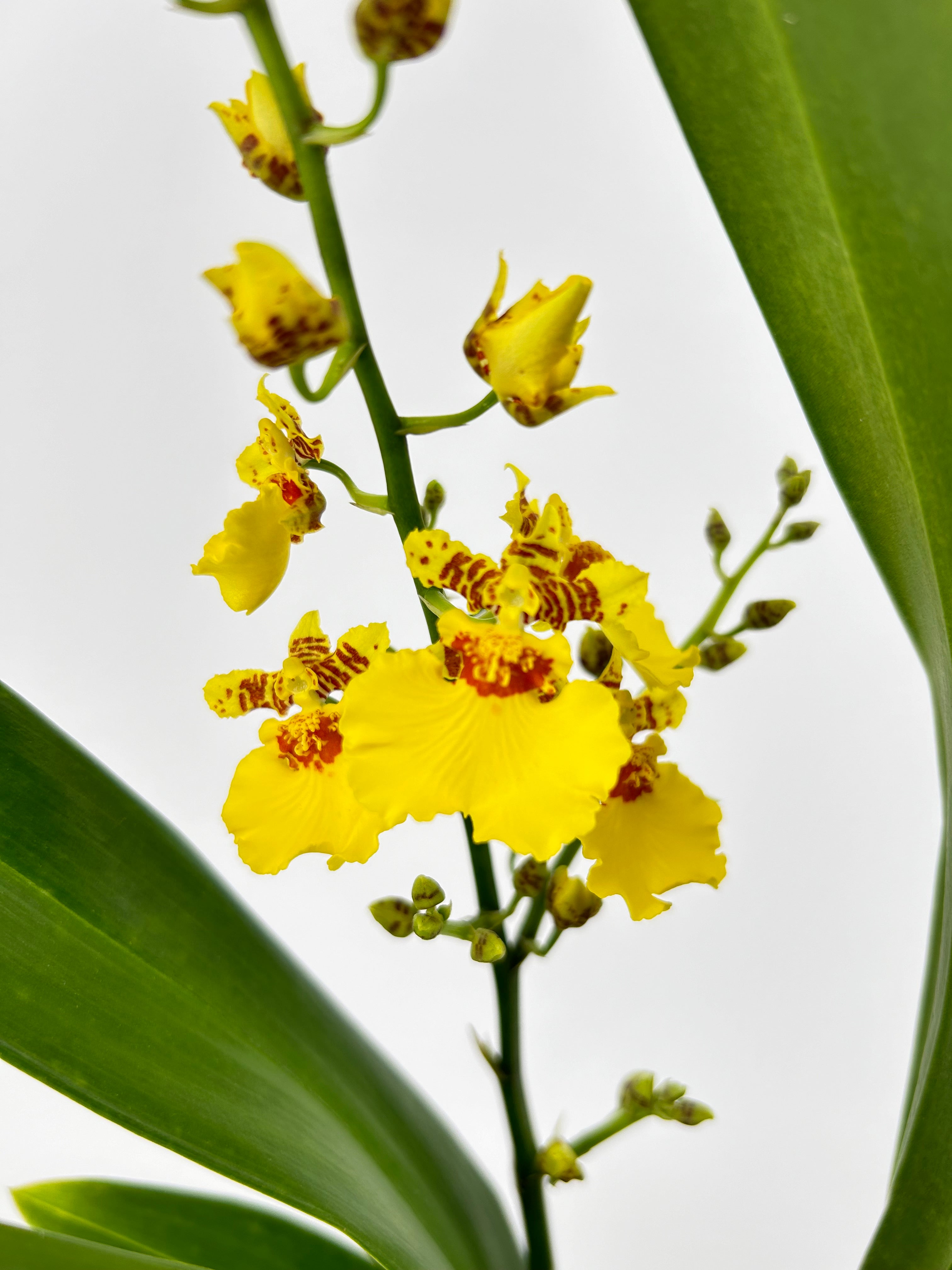 Oncidium SWEET SUGAR Hybride
