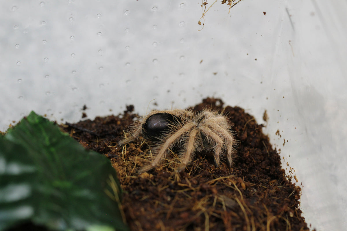 TARANTULA GIGANTE DE PATA ROJA DE COLOMBIA (MEGAPHOBEMA ROBUSTUM)  SLING 2-3 CM