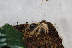 TARANTULA GIGANTE DE PATA ROJA DE COLOMBIA (MEGAPHOBEMA ROBUSTUM)  SLING 2-3 CM