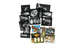 Discovery maps and x-rays - animals (28)
