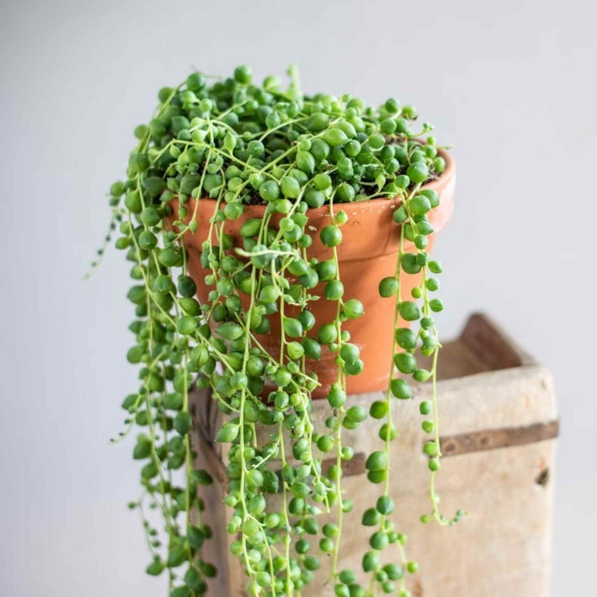 Almanac Planting Co String of Pearls Plant (Senecio rowleyanus ﻿(AKA Curio rowleyanus﻿)). Growing in a terra cotta pot and cascading off the sides of it.
