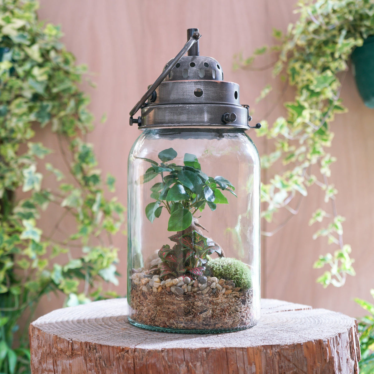 Terrarium Lanterne "Marcelle"