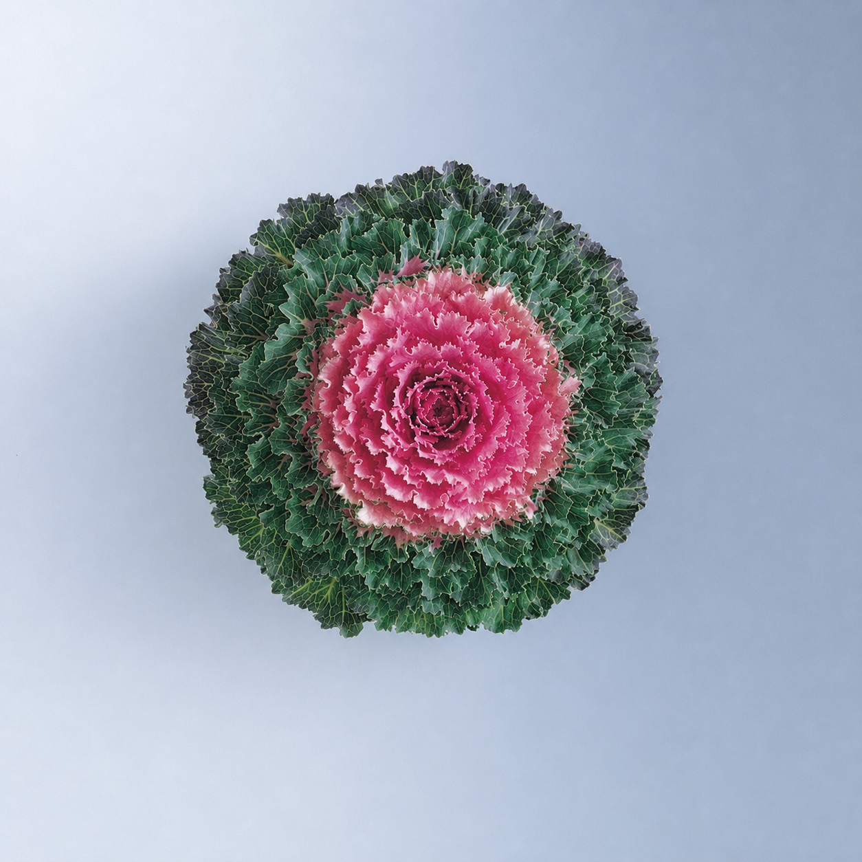 KALE SONGBIRD PINK