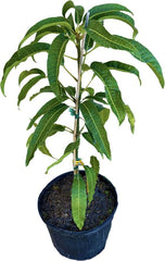 Baptiste Mango Tree, Grafted Fruit Trees 102-Zill High Performance Plants
